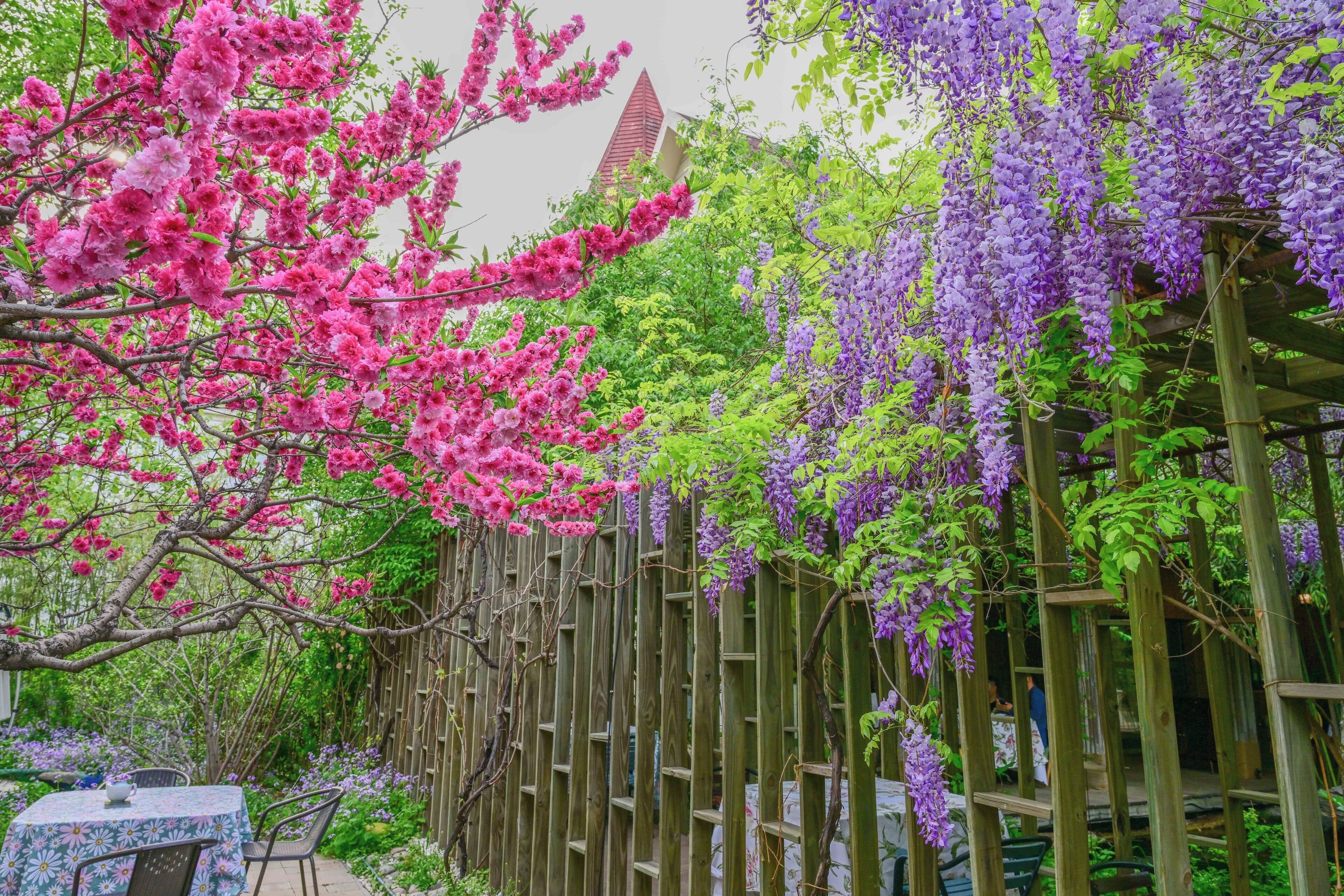 A garden with a wooden pergola, pink and purple flowering trees, and a table with chairs.