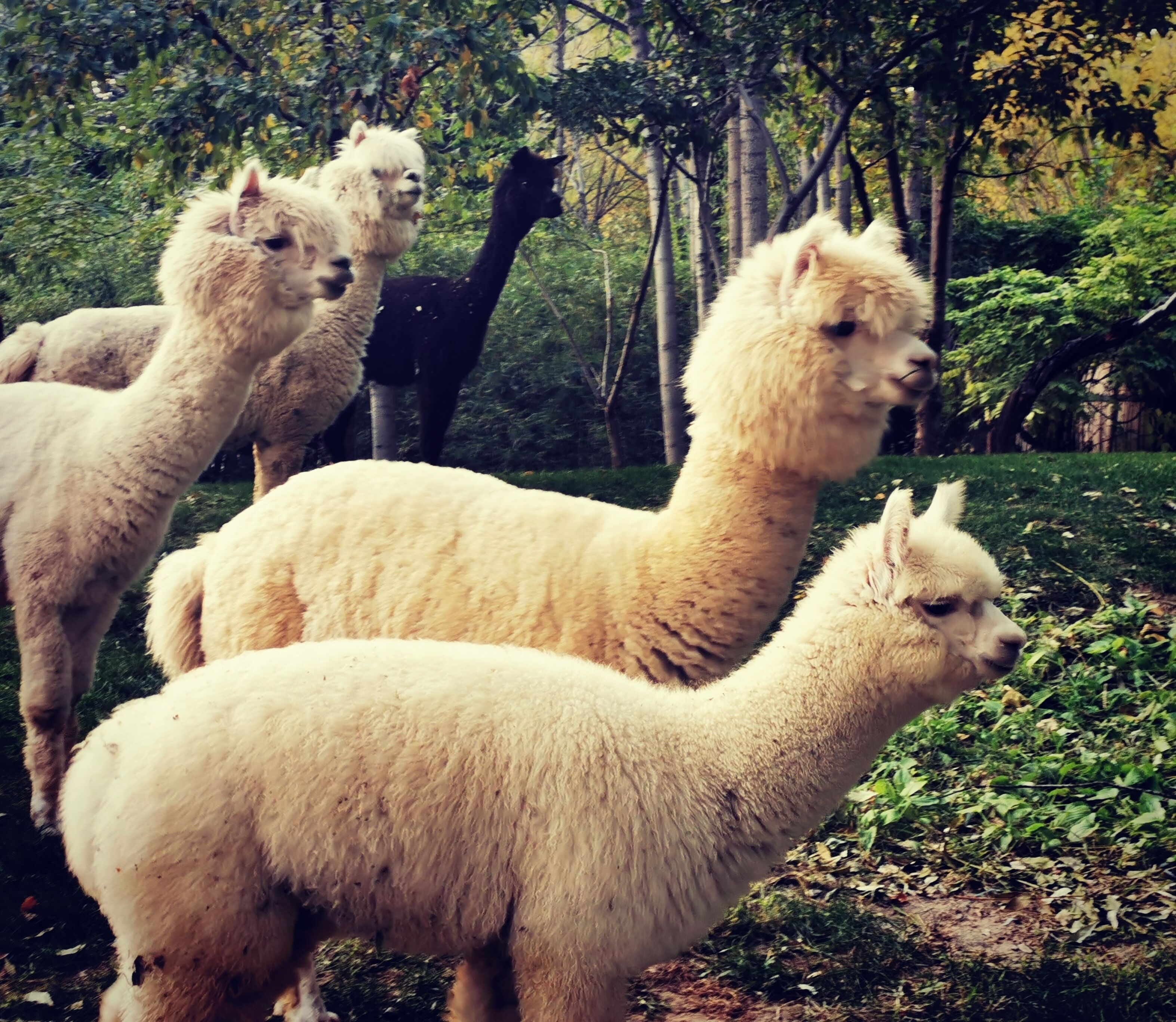 A group of alpacas in a natural setting with trees and greenery.