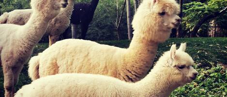 A group of alpacas in a natural setting with trees and greenery.