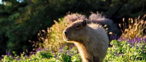 Una capibara en una zona cubierta de hierba, con árboles y flores moradas al fondo.