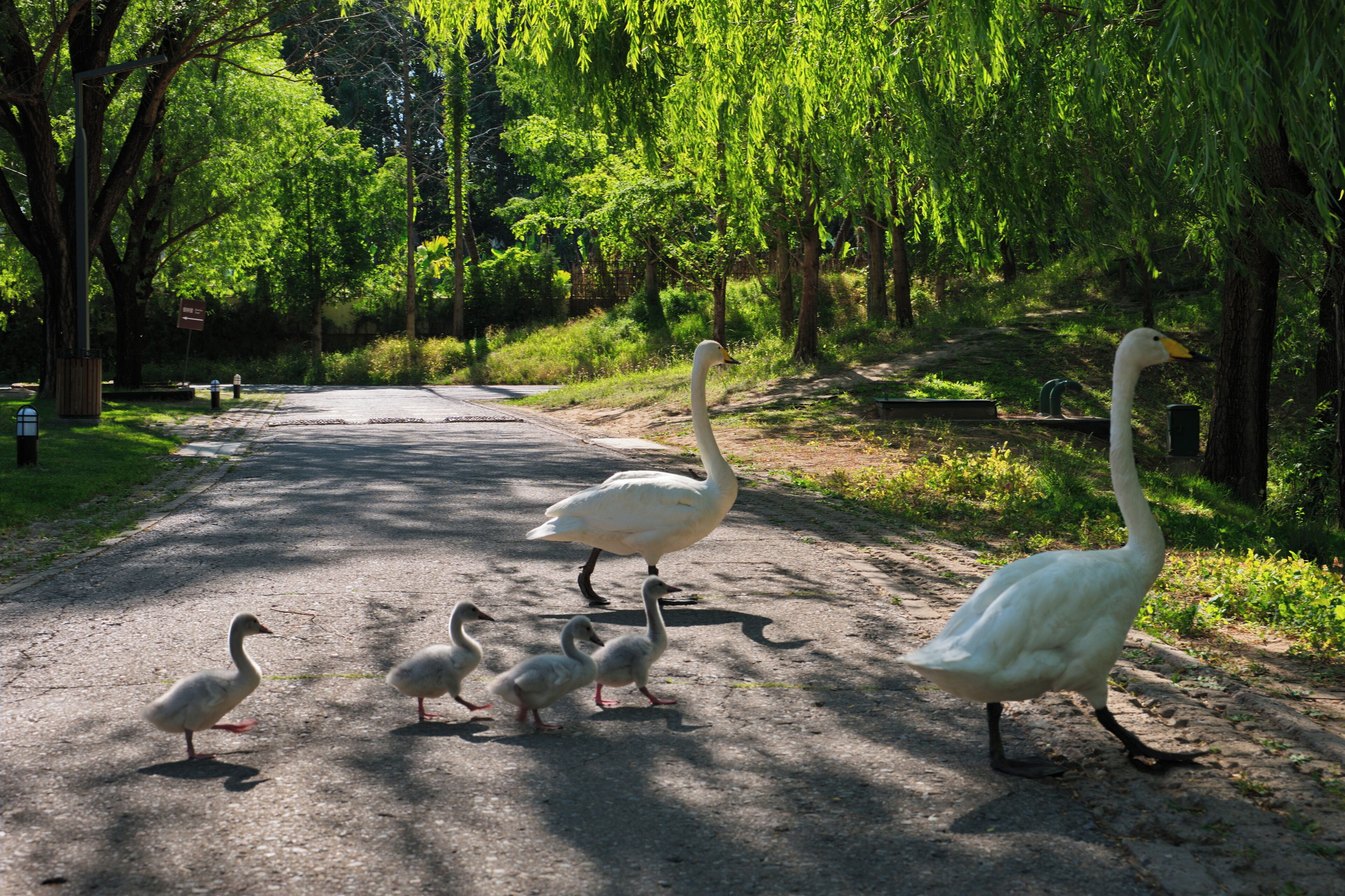 A paved path with swans and ducklings.