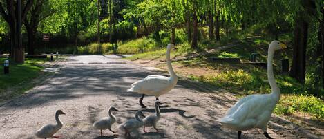 A paved path with swans and ducklings.