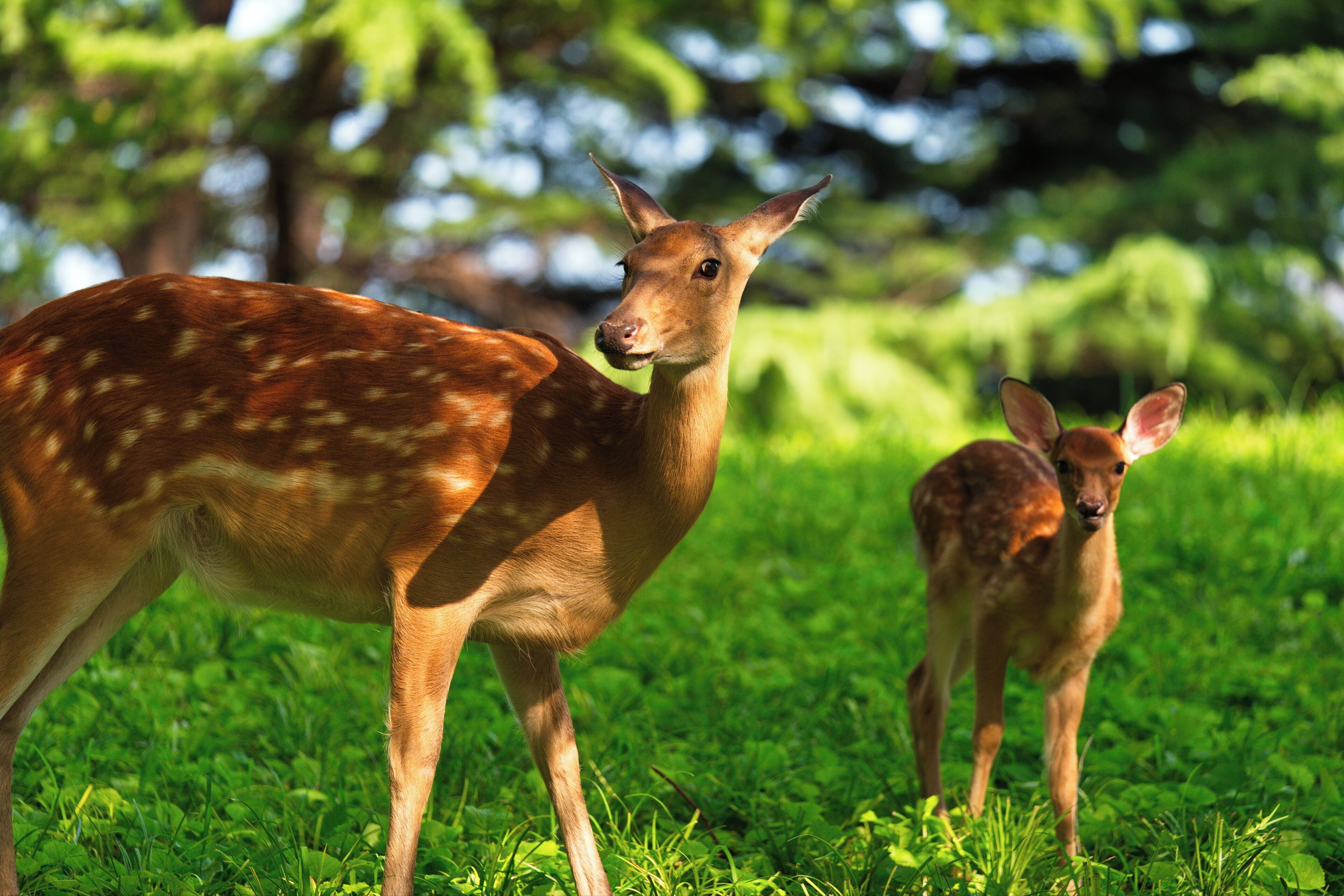 Un cerf se trouve dans une zone herbeuse, avec des arbres en arrière-plan.