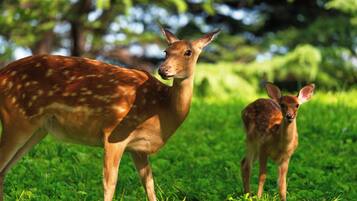 Un cerf se trouve dans une zone herbeuse, avec des arbres en arrière-plan.