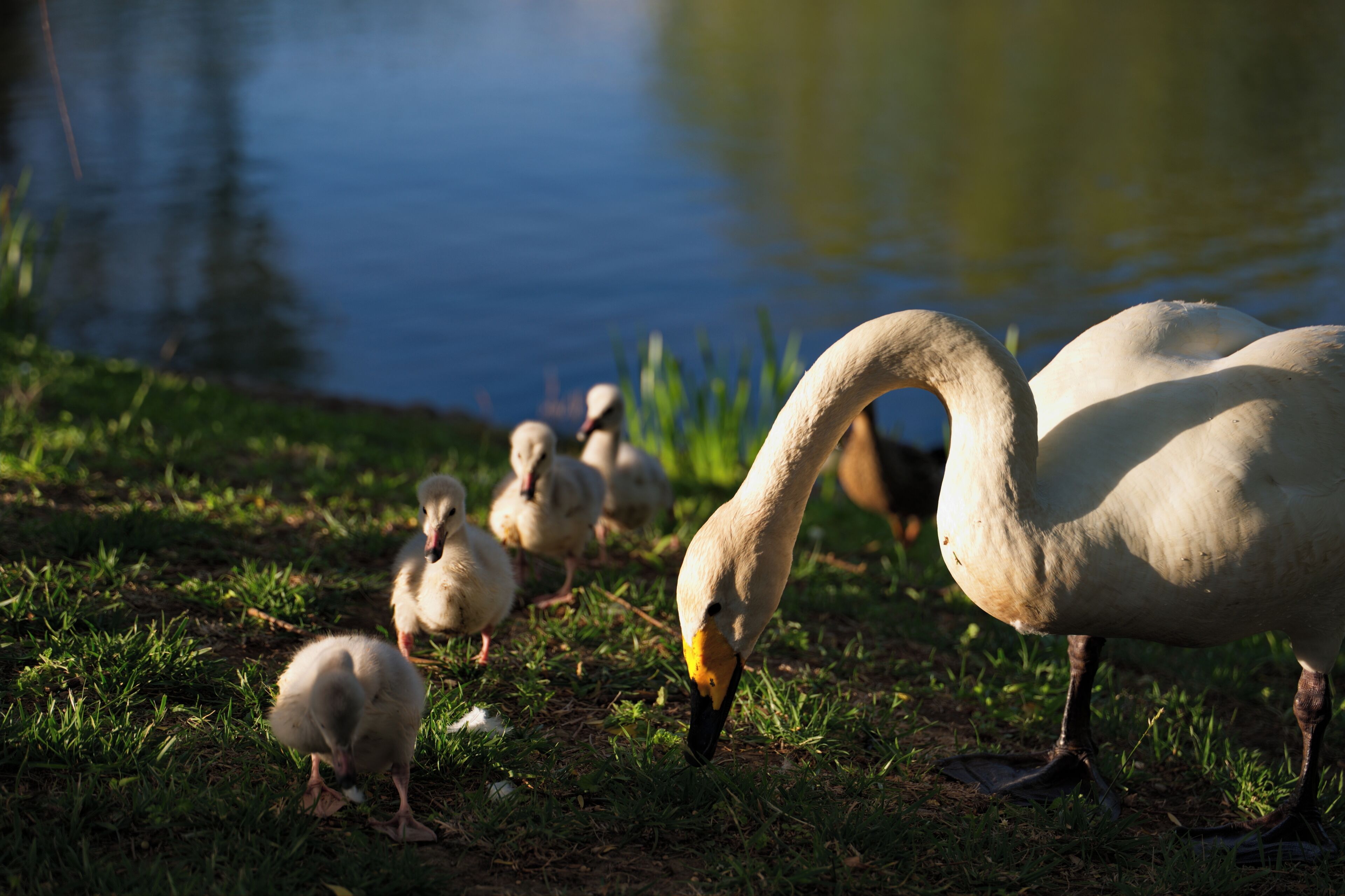 A swan and its ducklings by a calm body of water.