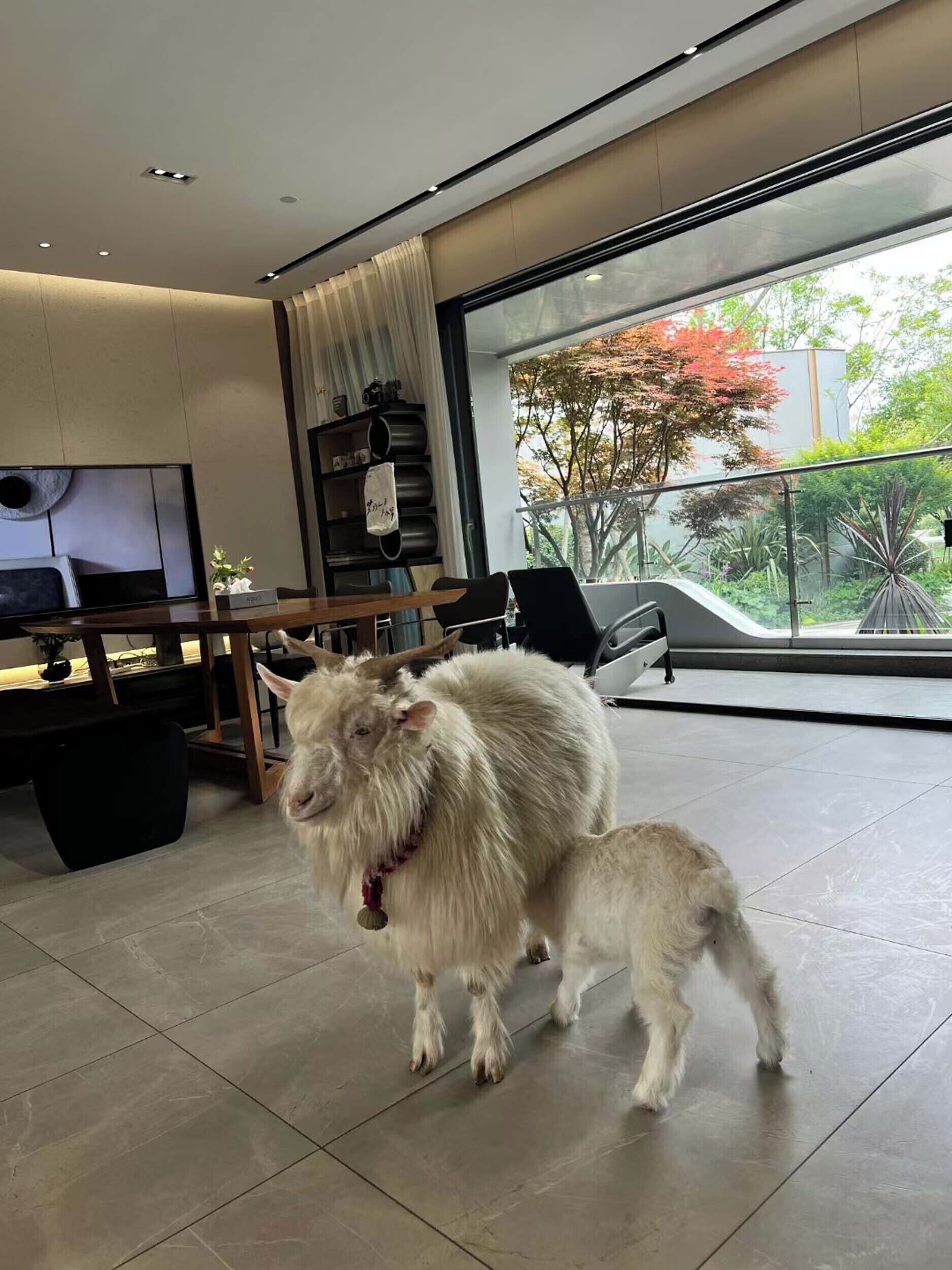 Aceita animais de estimação