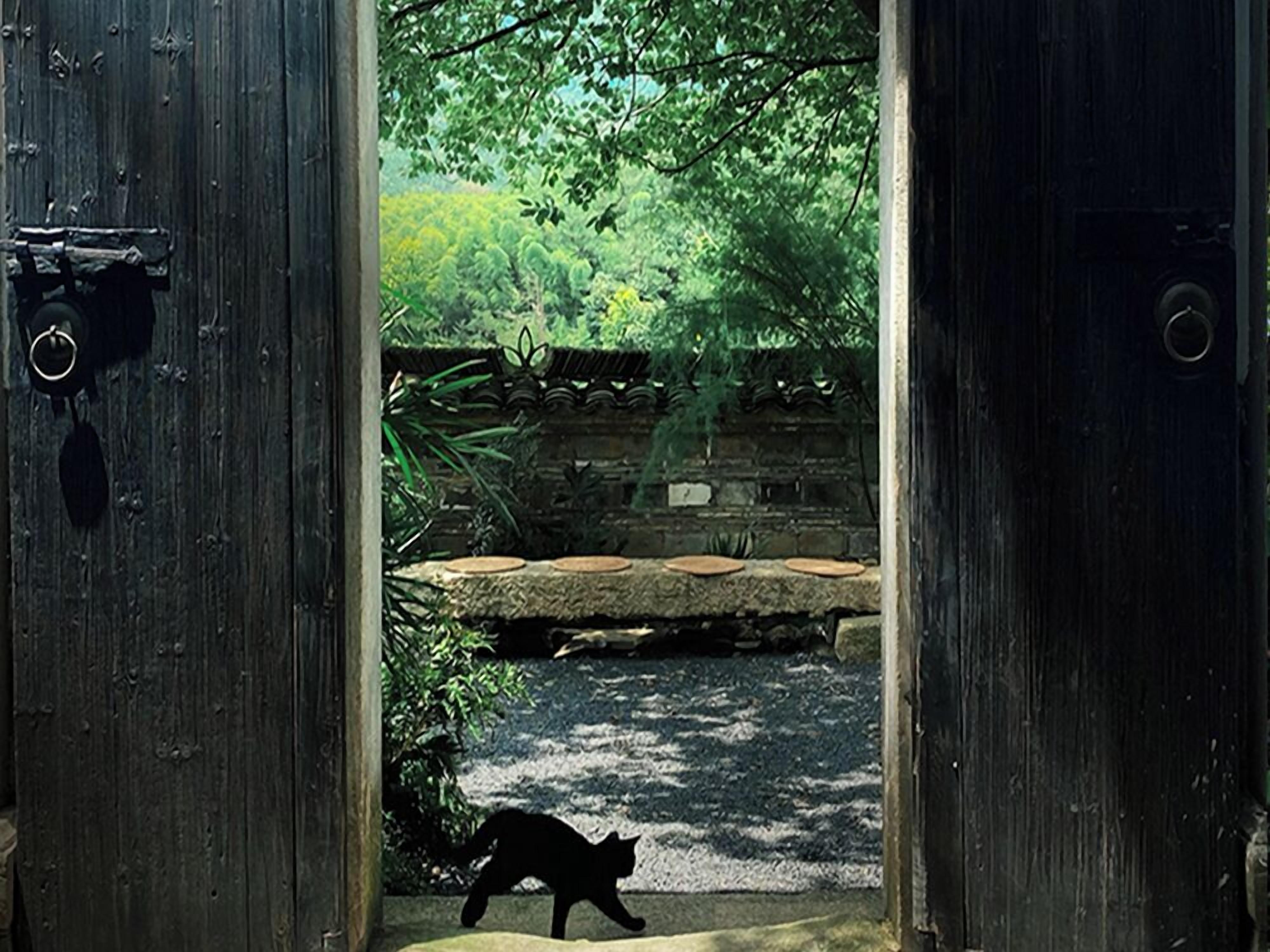 A rustic wooden door leading to a stone pathway with a cat walking.