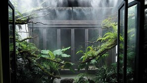 A greenhouse with tropical plants and a misty atmosphere. - Stayinmind (Xuancheng)