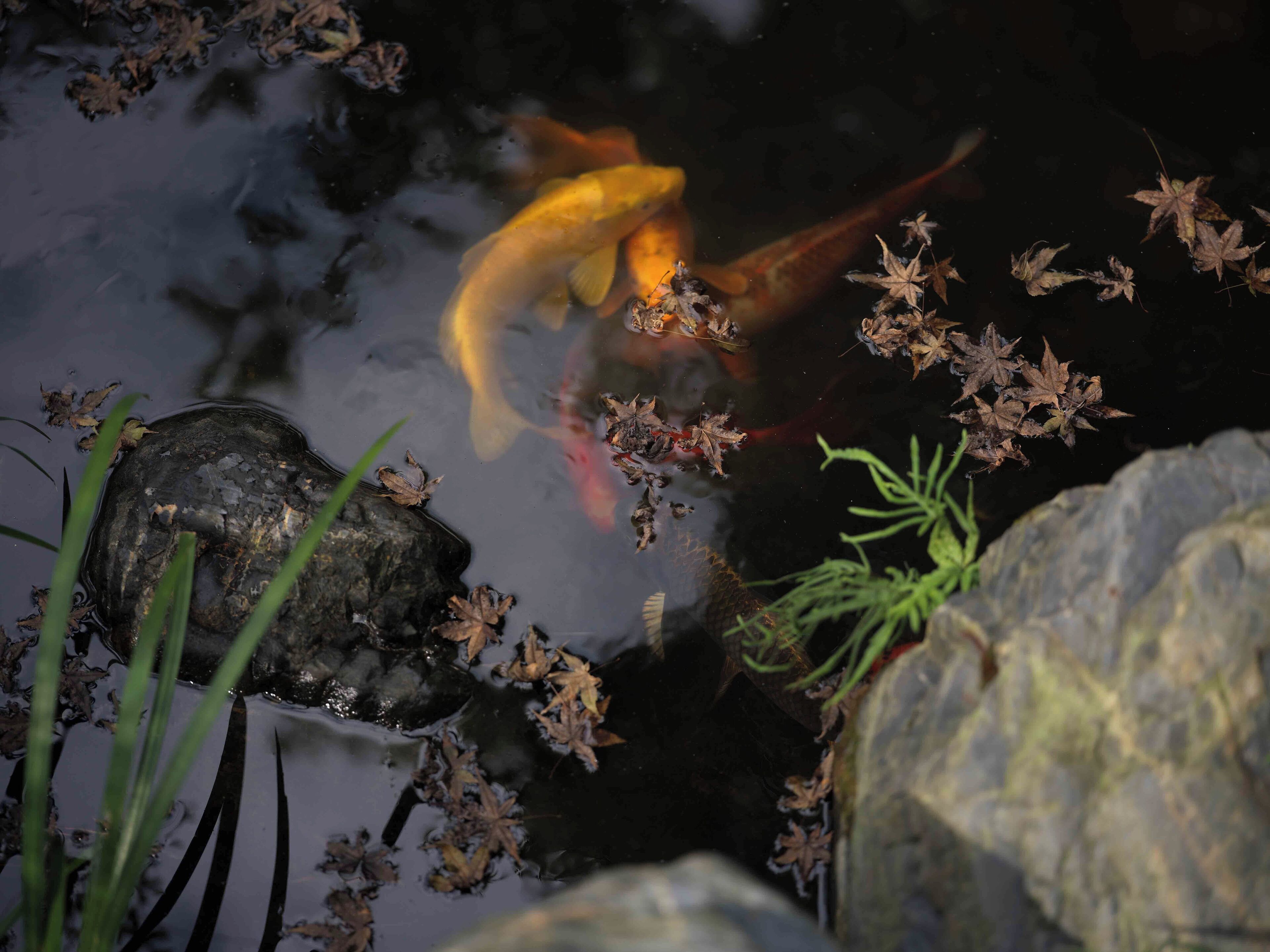 Een vijver met koi karpers, stenen en waterplanten.