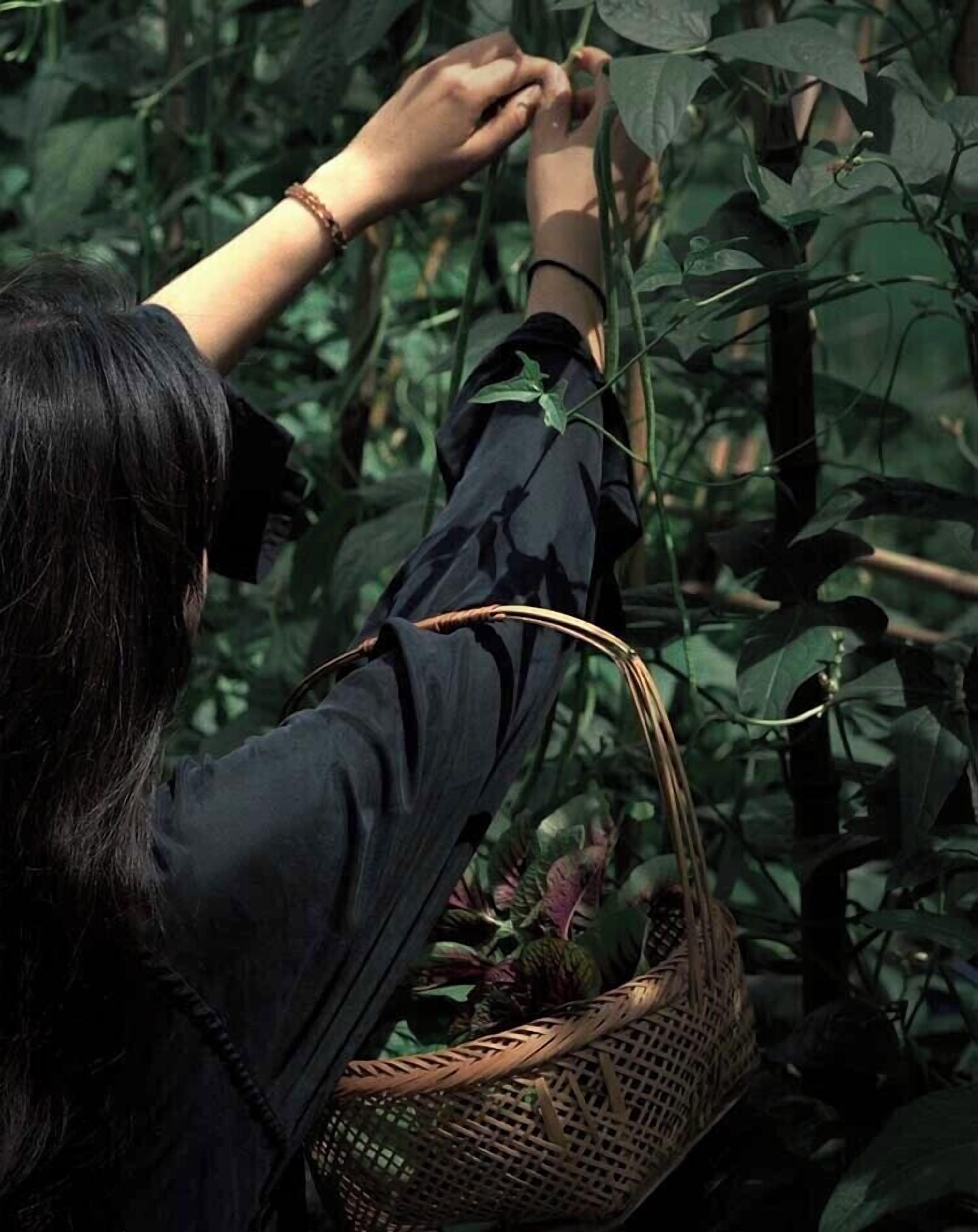 A person harvesting plants from a garden.