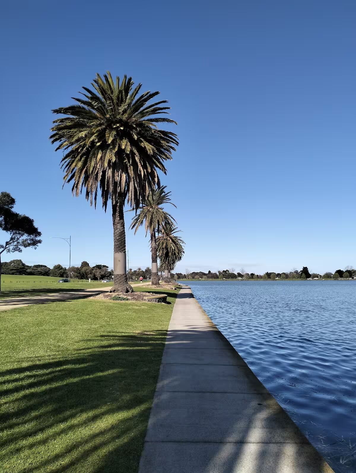 A pathway beside a calm lake with palm trees and a clear blue sky.