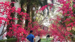 A pathway lined with pink flowering trees and white fences, leading to a building with a traditional architectural style. - Him Lam Eco Resort (Dien Bien Phu)