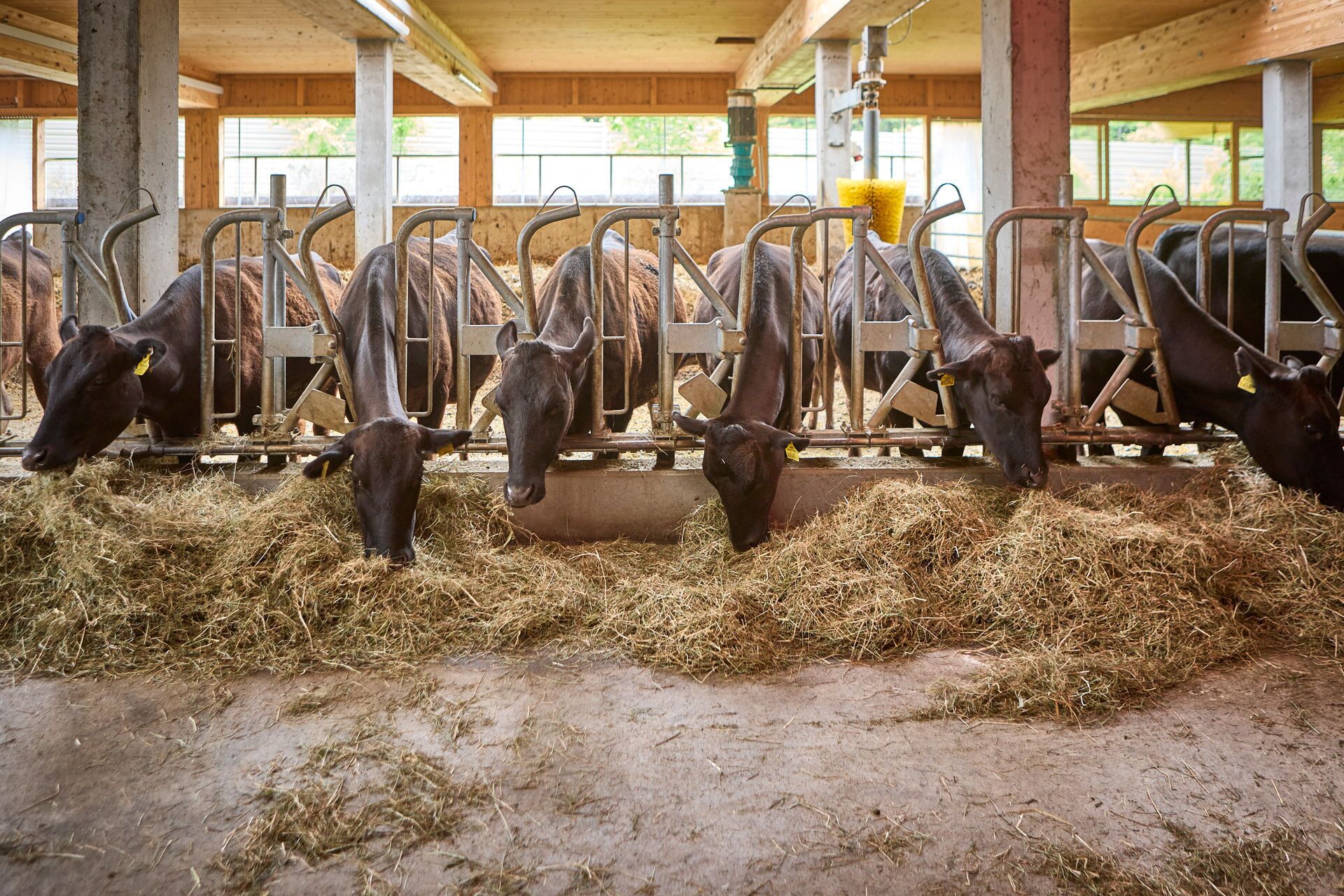 Une grange où des vaches mangent dans une mangeoire.