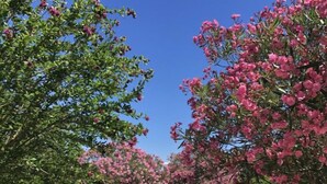 A swimming pool surrounded by lush greenery and pink flowers. - Gite Grenache (Mondragon)