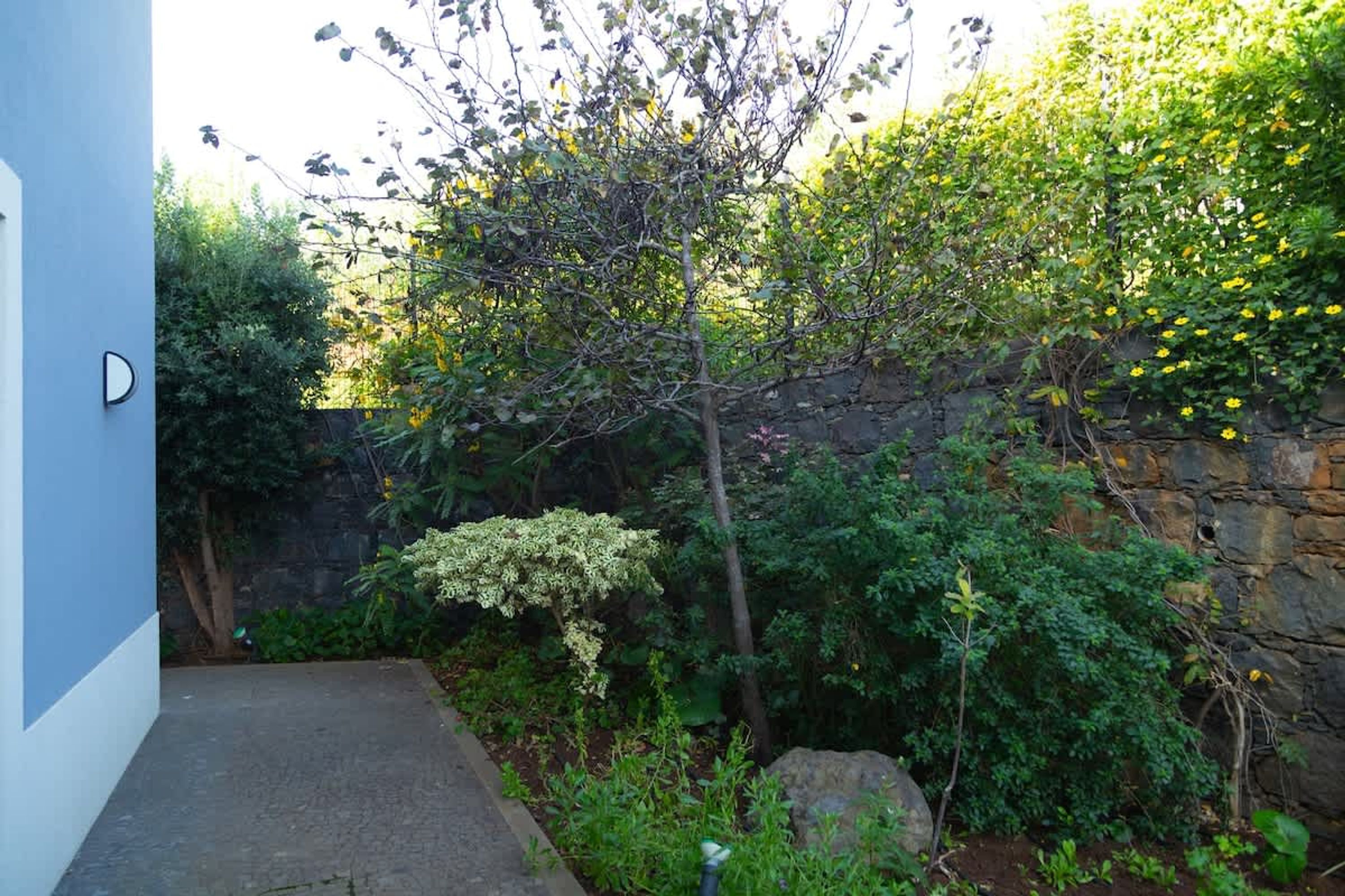 A garden with a variety of plants and a stone wall.