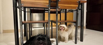 Pet Friendly 2BR Condo with PS4 near Abreeza Mall