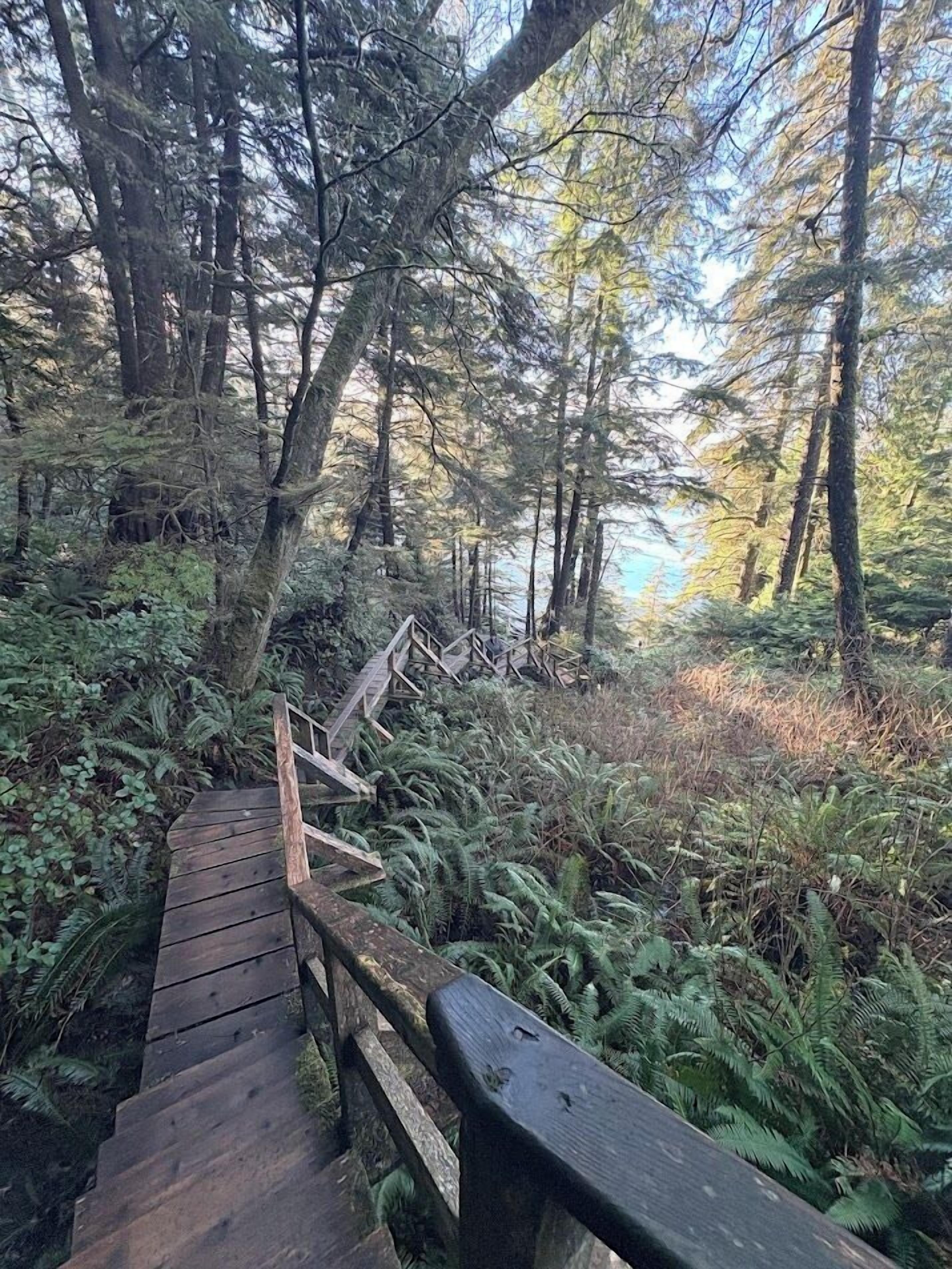 A wooden boardwalk in a forested area with ferns and trees.