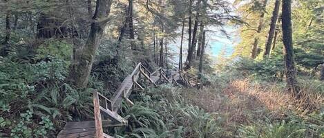 A wooden boardwalk in a forested area with ferns and trees.