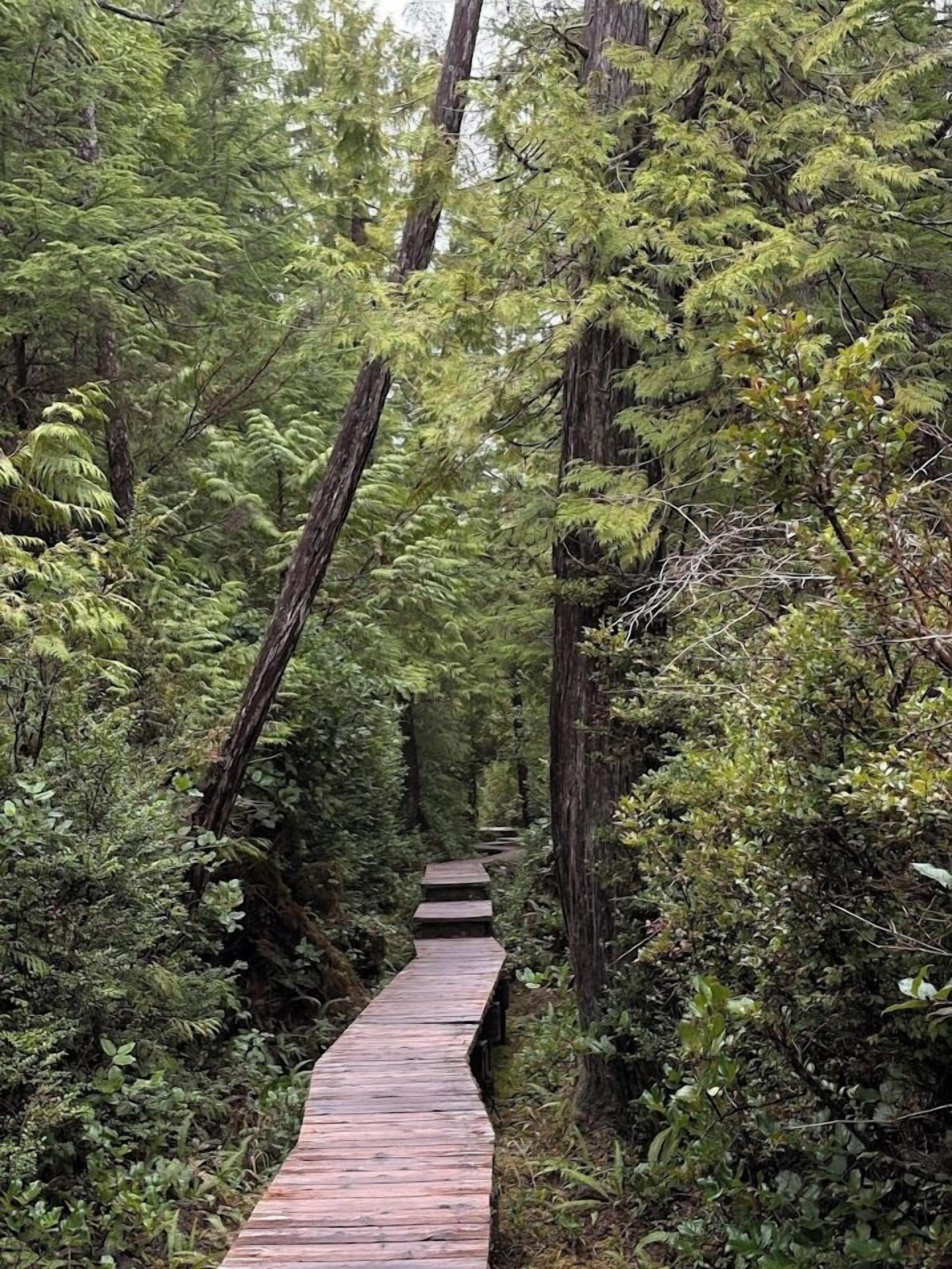 A wooden boardwalk through a dense forest with tall trees and ferns.