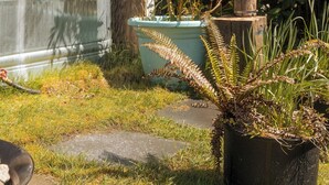 A garden with a wooden door, a metal water spout, and a potted fern. - Little Beach Resort (Ucluelet)