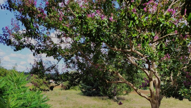 An outdoor wooden deck with a sofa and chairs, surrounded by lush greenery and flowering trees. - Gîte Prétanie - Pondside healthy lodging in lively Piégut-Pluviers (Piégut-Pluviers)