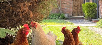 Rural Barn Cottage - near Stratford upon Avon
