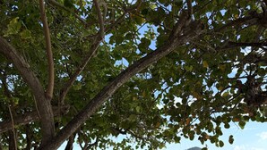 Una silla de playa bajo un árbol con vista al mar y una isla distante.