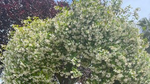 A tree with white flowers and a dog in the foreground. - Villa Maria Pia - Roman Elegance Immersed in the Green (Aranova)
