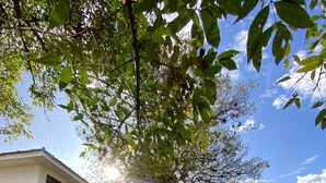 A residential property with a white exterior, a balcony, and a garden area with various plants and a small pond. - Apartamentos Otorongo (Cuenca)