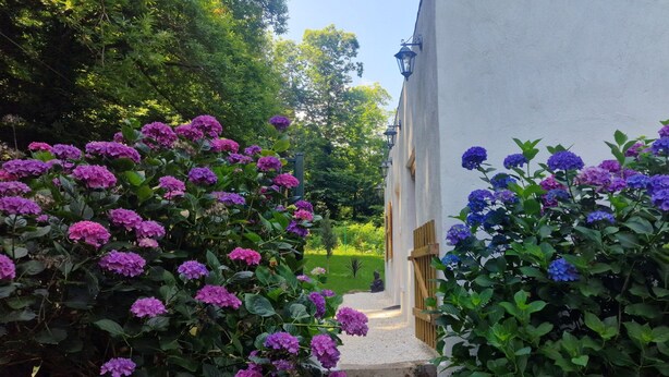 A pathway flanked by lush purple hydrangea bushes leading to a white building with a wooden door and a lantern on the wall. - At Stalla in the mountains near a stream (Ortiporio)