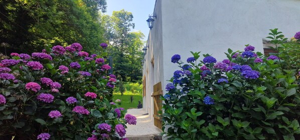 Un sentier bordé de buissons luxuriants d’hortensias violets mène à un bâtiment blanc doté d’une porte en bois et d’une lanterne fixée au mur.