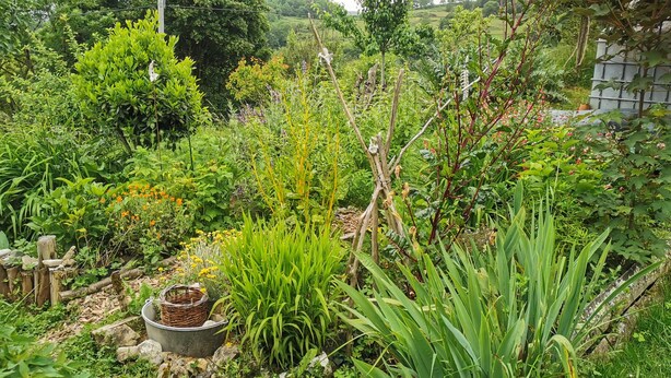 Ein üppiger Garten mit unterschiedlichen Pflanzen und einem rustikalen Holzzaun.