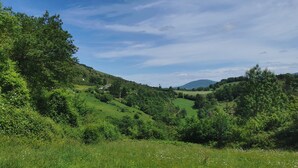 Ein üppiges, grünes Tal mit sanften Hügeln, vereinzelten Bäumen und blauem Himmel.