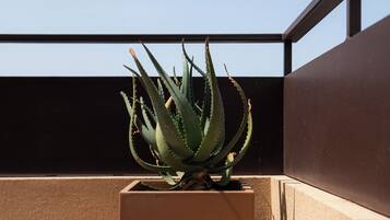 Un aloe vera en pot, placé sur un balcon, avec un ciel dégagé en arrière-plan.