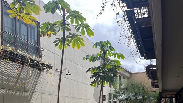 公寓, 1 張加大雙人床, 陽台, 城市景觀 (La Primera 206) | 客房景觀