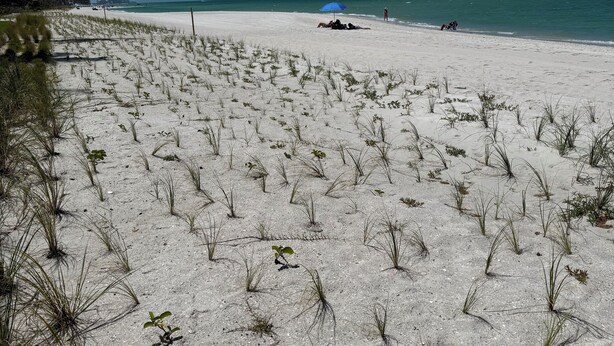 Une plage à la végétation clairsemée, sous un ciel dégagé.