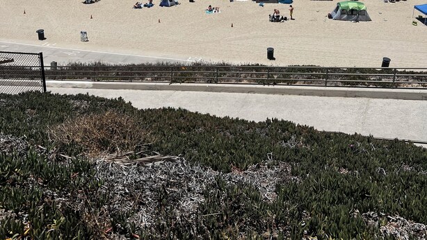 Una playa con tiendas de campaña y sombrillas, una valla y una vista despejada del océano.