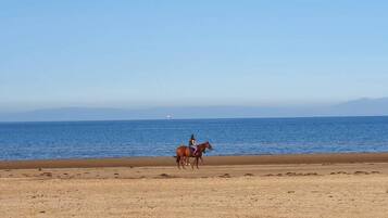 Ein Strand mit einem Pferd und Reiter.