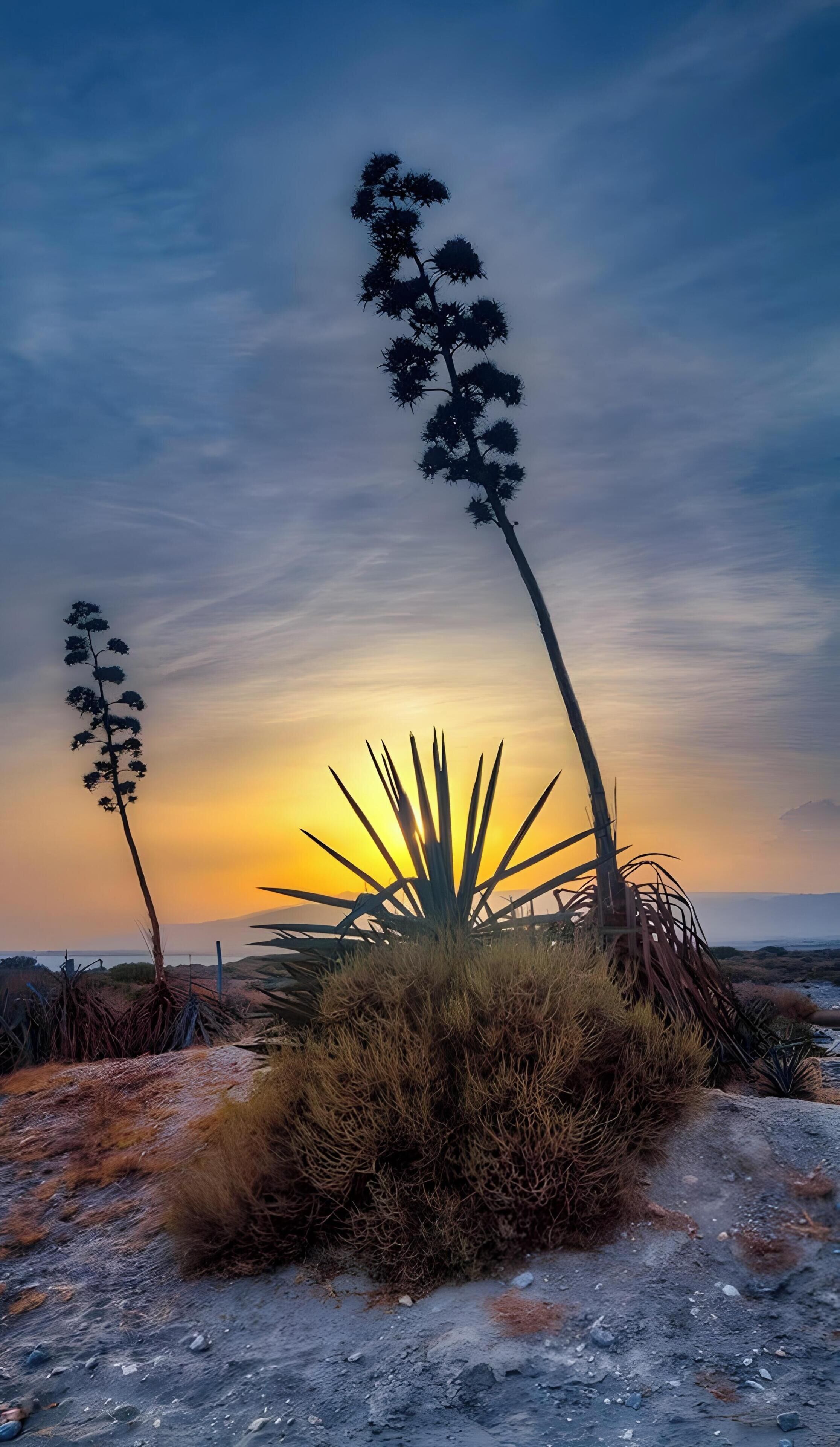 A desert landscape with yucca plants and a sunset.