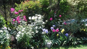 A garden with various flowers and plants, including roses and irises. - Hosteria Suyana (San Salvador de Jujuy)