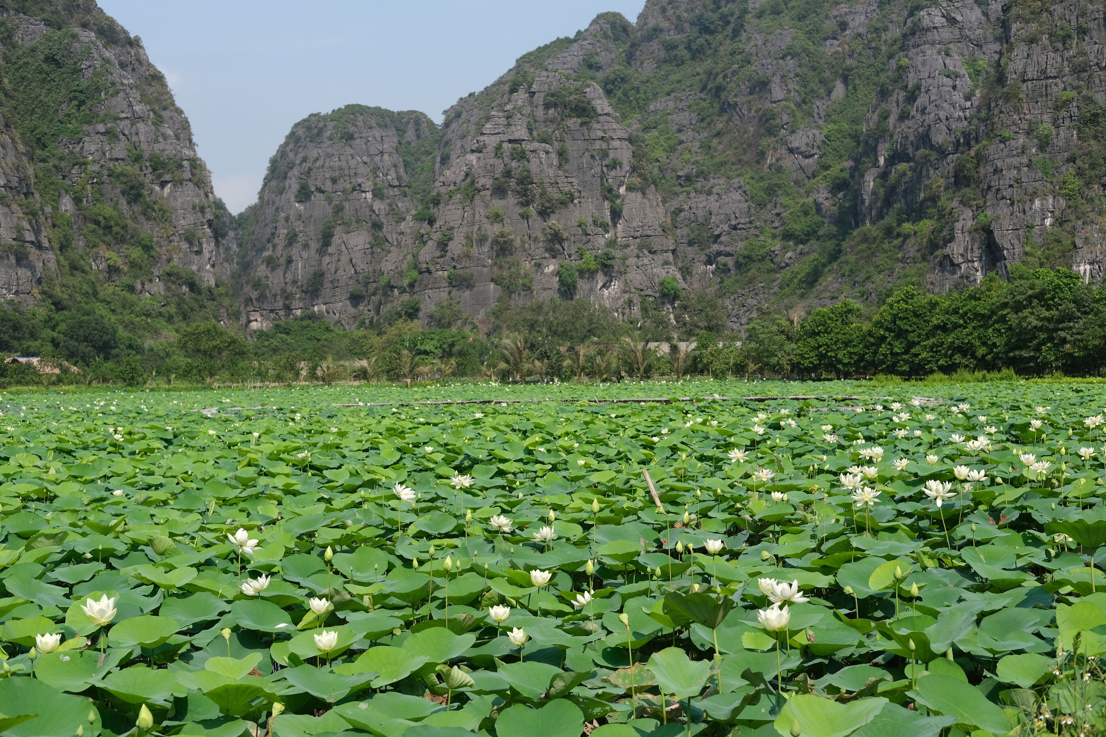 A lotus pond with a rocky mountain backdrop.