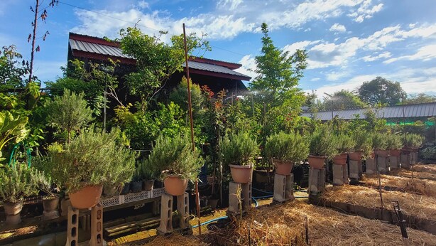 A garden with potted plants and a windmill.
