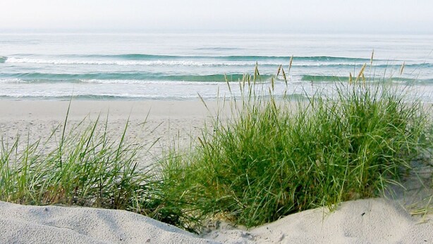 A beach with sand dunes and grass in the foreground, leading to the ocean.