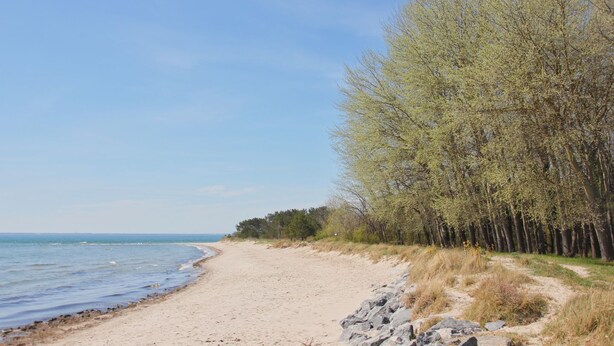 Una playa arenosa con cielo despejado, una masa de agua y una línea de árboles.