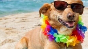 Ein Hund am Strand mit einer bunten Blumenkette um den Hals.