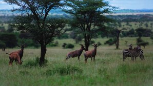 A savannah landscape with a group of animals including zebras and antelopes. - Mlimwa Camp (Arusha)