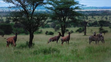 Safari