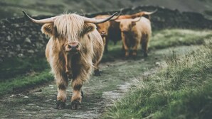 A highland cow on a dirt path with a mountainous backdrop. - Elm House Cottage: Charming Country Cottage with Log Burner (High Hesket)