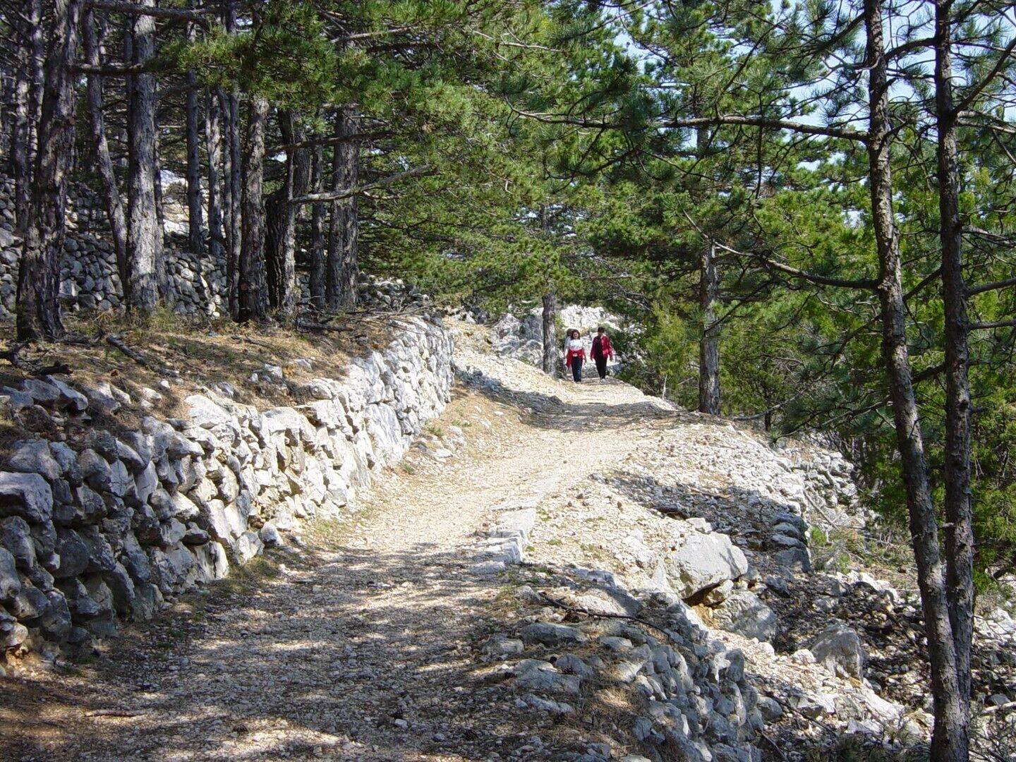 A rocky hiking trail surrounded by pine trees.
