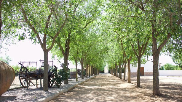 Un camino bordeado de árboles con un carruaje antiguo y una jardinera grande.